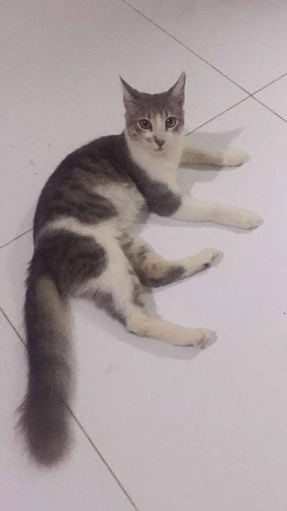 Gato ra a  idade 7 a 11 meses nome Bento