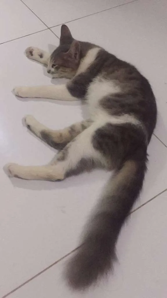 Gato ra a  idade 7 a 11 meses nome Bento