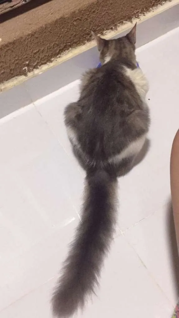 Gato ra a  idade 7 a 11 meses nome Bento