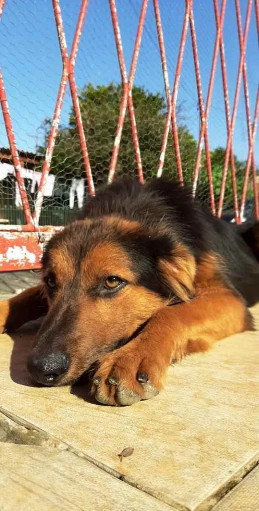 Cachorro ra a SRD idade 1 ano nome Preto 