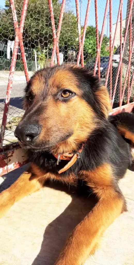 Cachorro ra a SRD idade 1 ano nome Preto 