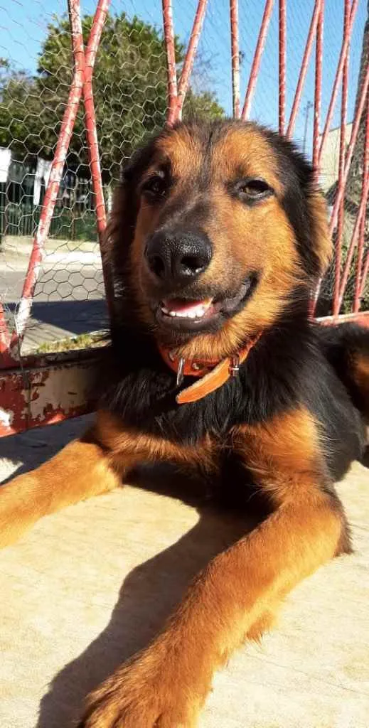 Cachorro ra a SRD idade 1 ano nome Preto 