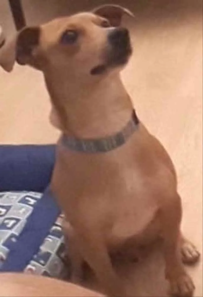 Cachorro ra a SRD idade 1 ano nome Pedrinho