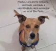Pedrinho