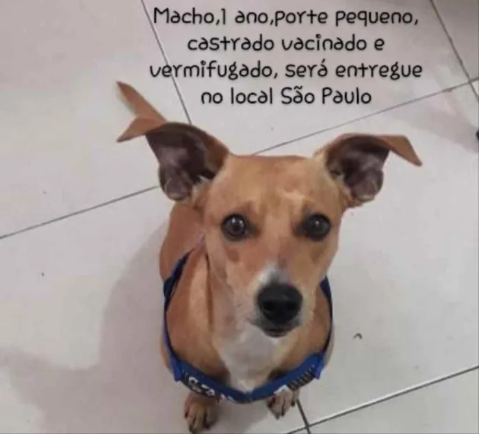 Cachorro ra a SRD idade 1 ano nome Pedrinho
