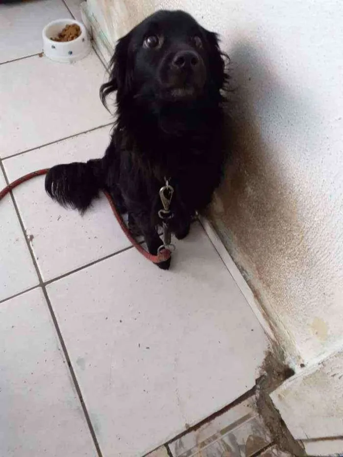 Cachorro ra a Misturado Cocker idade 3 anos nome Luck