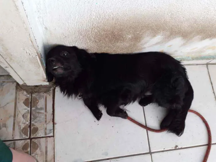 Cachorro ra a Misturado Cocker idade 3 anos nome Luck