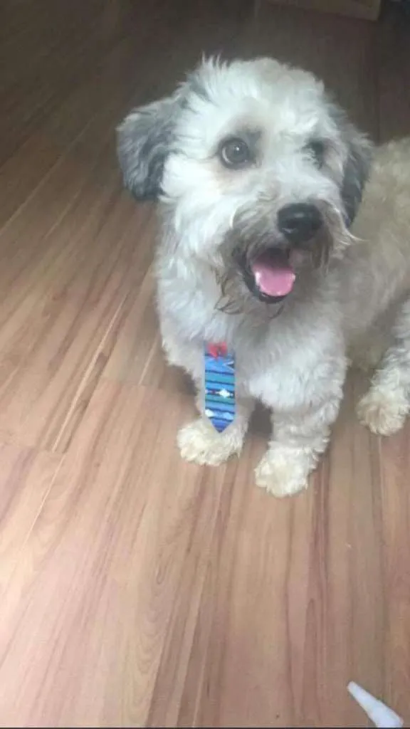 Cachorro ra a Yatsu com vira lata idade 4 anos nome Guerreiro
