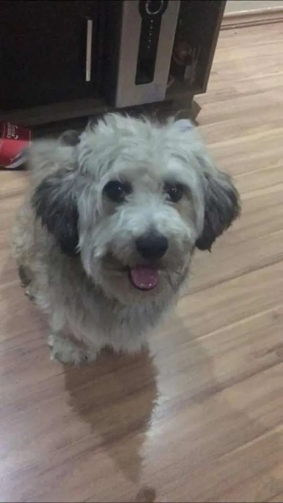 Cachorro ra a Yatsu com vira lata idade 4 anos nome Guerreiro