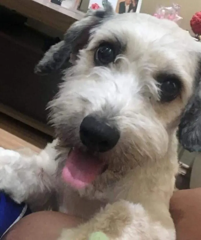 Cachorro ra a Yatsu com vira lata idade 4 anos nome Guerreiro