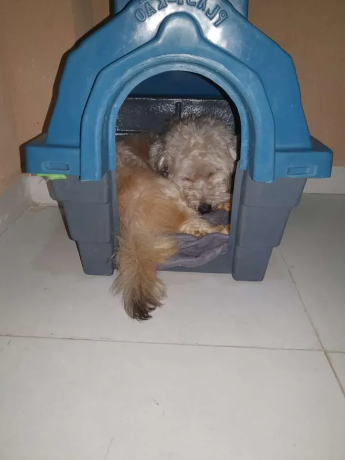 Cachorro ra a Yatsu com vira lata idade 4 anos nome Guerreiro