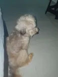 Guerreiro