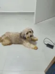 Guerreiro