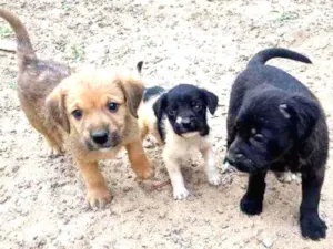 Cachorro raça Indefinida idade Abaixo de 2 meses nome Malhado