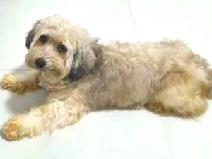 Cachorro raça Yatsu com vira lata idade 4 anos nome Guerreiro