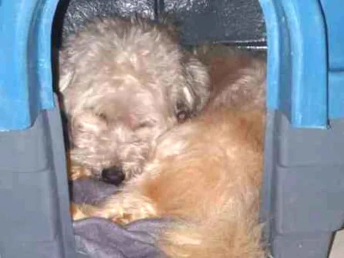Cachorro ra a Yatsu com vira lata idade 4 anos nome Guerreiro