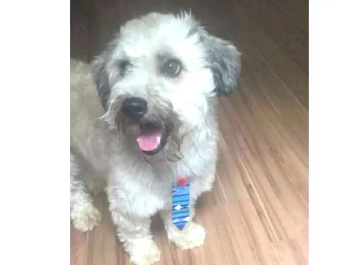 Cachorro ra a Yatsu com vira lata idade 4 anos nome Guerreiro