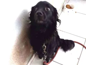 Cachorro raça Misturado Cocker idade 3 anos nome Luck
