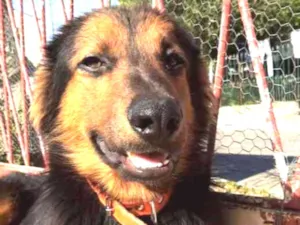 Cachorro raça SRD idade 1 ano nome Preto 