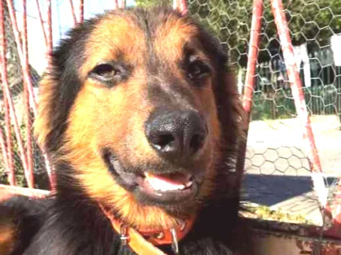 Cachorro ra a SRD idade 1 ano nome Preto 