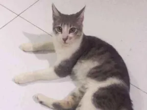 Gato raça  idade 7 a 11 meses nome Bento