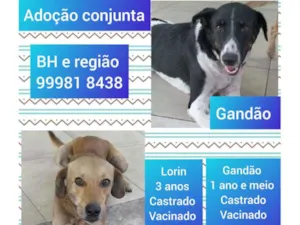 Cachorro raça SRD idade 2 anos nome Lorin e gandão 