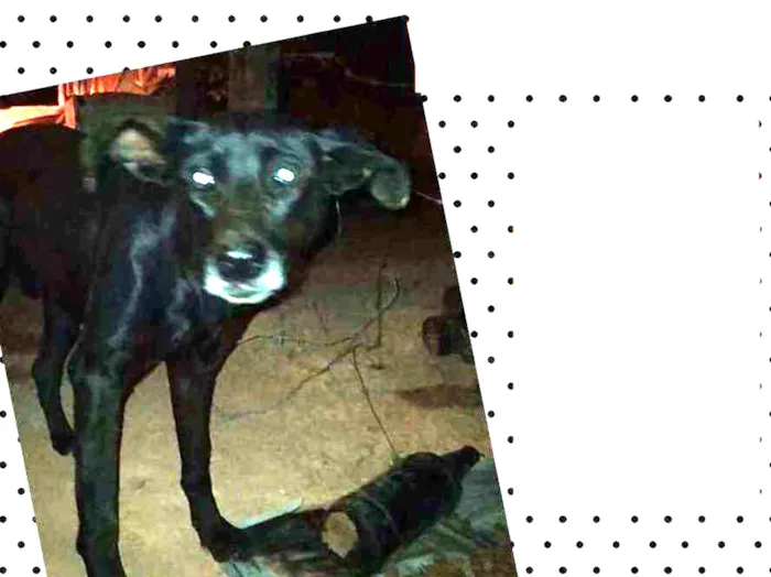 Cachorro raça SRD idade 2 anos nome Pretinha 