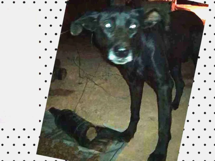 Cachorro raça SRD idade 2 anos nome Pretinha 