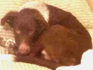 Cachorro raça vira-lata idade 2 a 6 meses nome Half