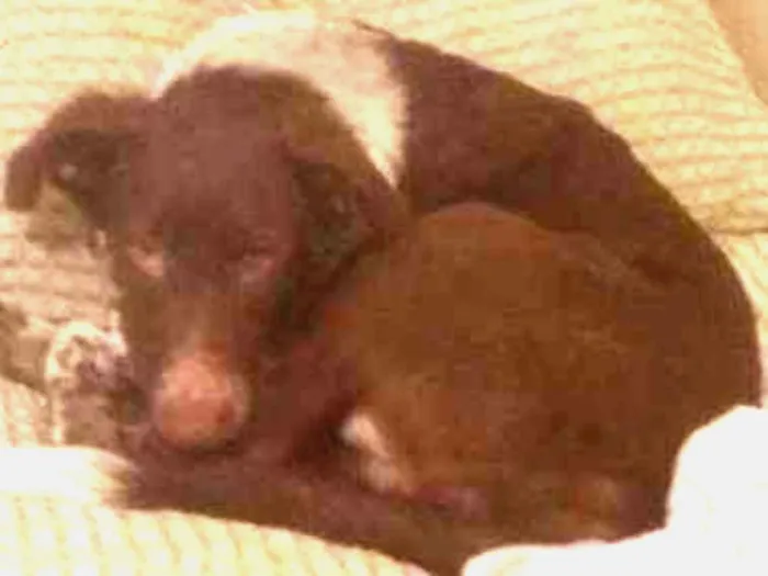 Cachorro raça vira-lata idade 2 a 6 meses nome Half