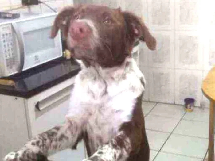 Cachorro raça vira-lata idade 2 a 6 meses nome Half