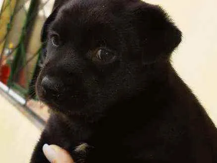 Cachorro raça Mestiço idade Abaixo de 2 meses nome Nutella
