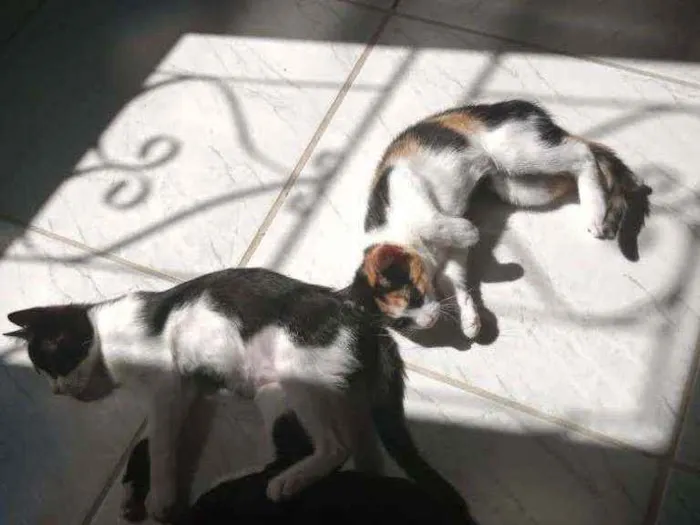 Gato raça  idade 2 a 6 meses nome Sol, estrela, luna