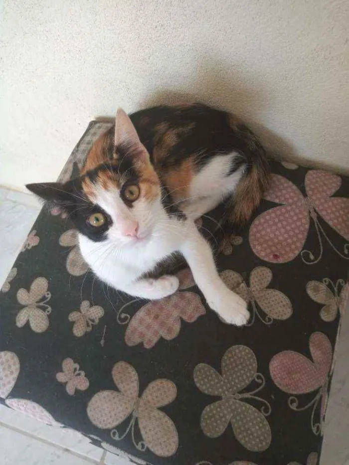 Gato raça  idade 2 a 6 meses nome Sol, estrela, luna