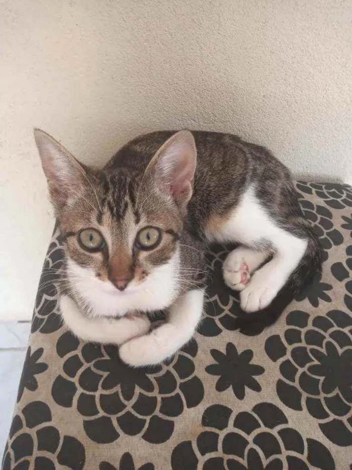 Gato raça  idade 2 a 6 meses nome Sol, estrela, luna