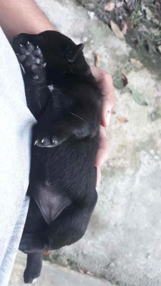 Cachorro raça Mestiço idade Abaixo de 2 meses nome Nutella