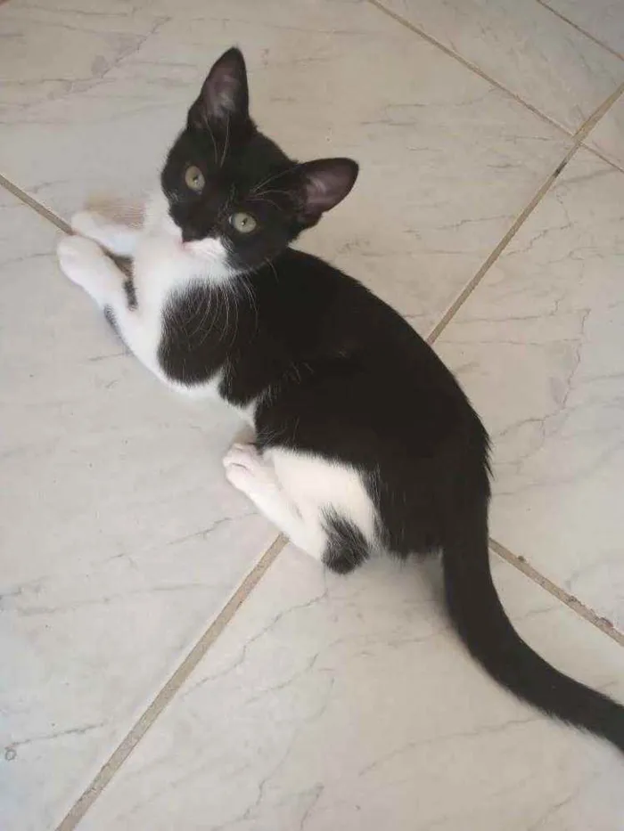 Gato raça  idade 2 a 6 meses nome Sol, estrela, luna
