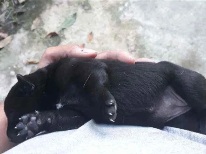 Cachorro raça Mestiço idade Abaixo de 2 meses nome Nutella