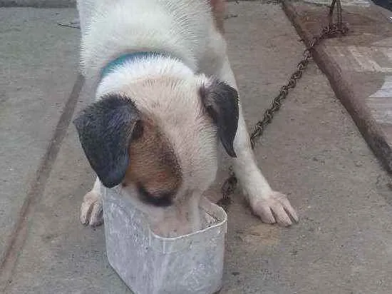 Cachorro ra a pit bull idade 7 a 11 meses nome baixa