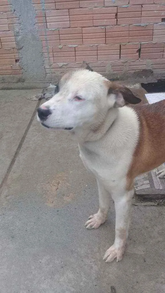 Cachorro ra a pit bull idade 7 a 11 meses nome baixa