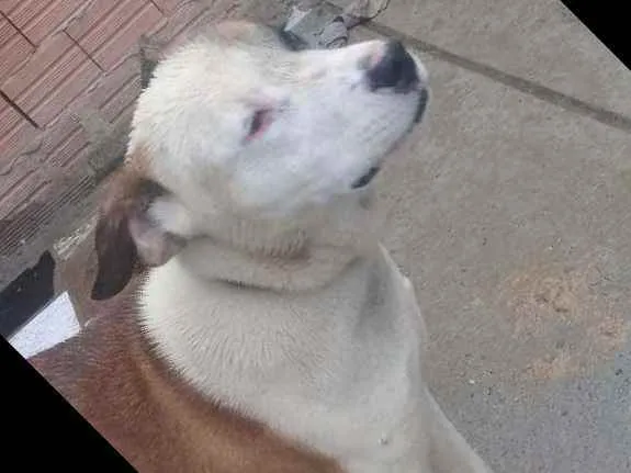 Cachorro ra a pit bull idade 7 a 11 meses nome baixa