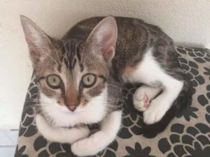 Gato raça  idade 2 a 6 meses nome Sol, estrela, luna