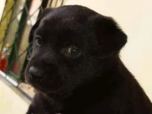 Cachorro raça Mestiço idade Abaixo de 2 meses nome Nutella