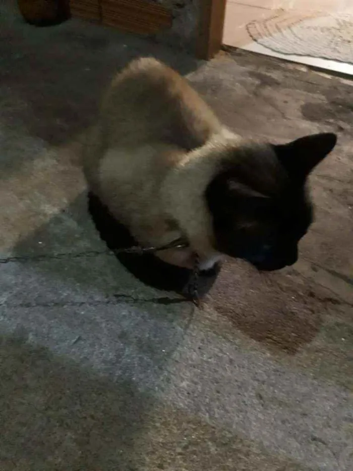 Gato ra a Siamês  idade 2 anos nome Sem nome (Castrado)