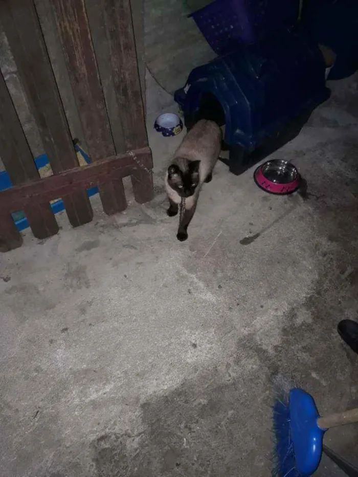 Gato ra a Siamês  idade 2 anos nome Sem nome (Castrado)
