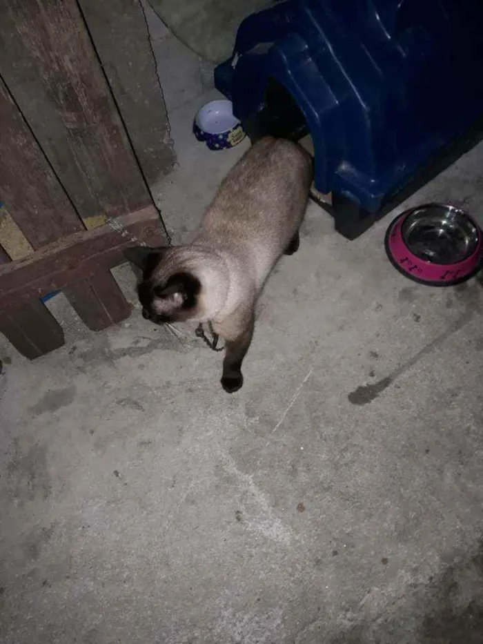 Gato ra a Siamês  idade 2 anos nome Sem nome (Castrado)