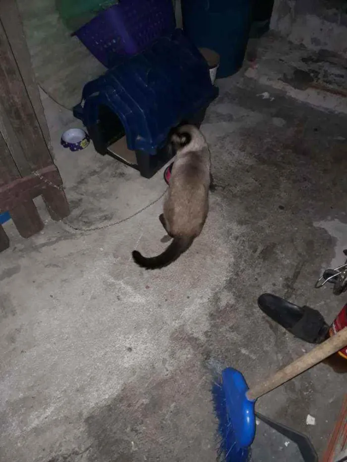 Gato ra a Siamês  idade 2 anos nome Sem nome (Castrado)