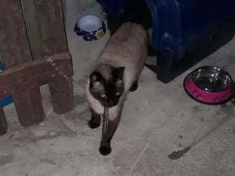 Gato ra a Siamês  idade 2 anos nome Sem nome (Castrado)