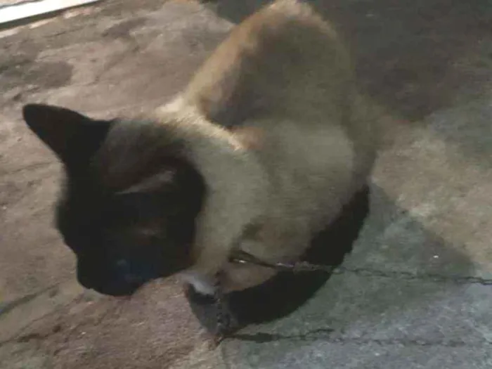 Gato ra a Siamês  idade 2 anos nome Sem nome (Castrado)