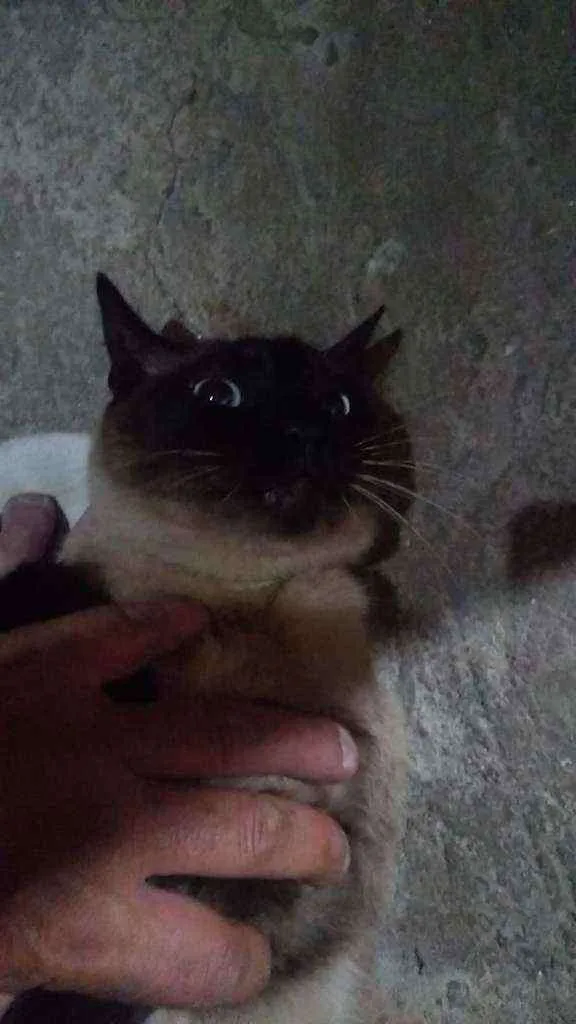 Gato ra a Siamês  idade 2 anos nome Sem nome (Castrado)